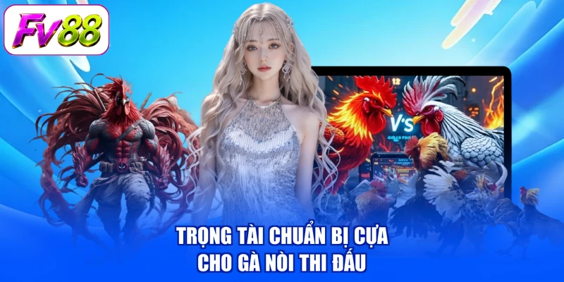Trọng tài chuẩn bị cựa cho gà nòi thi đấu